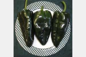 Masivo from Rispens Seeds
