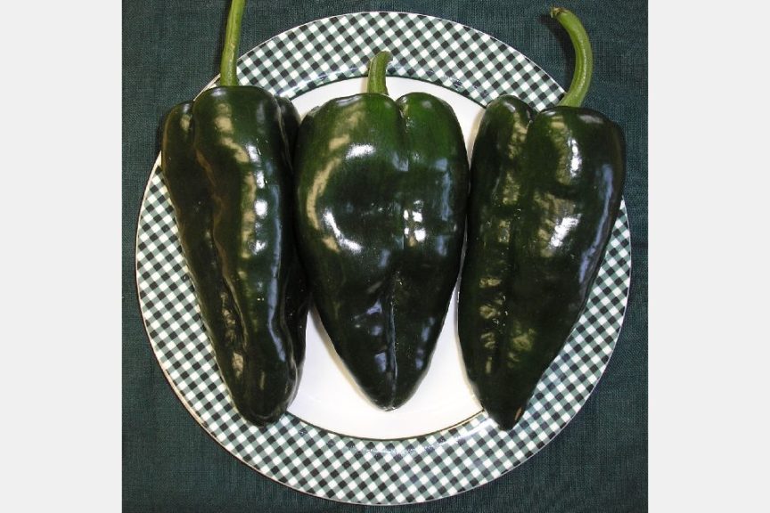Masivo from Rispens Seeds