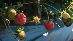 Managing Soil Health Can Improve Strawberry Productivity
