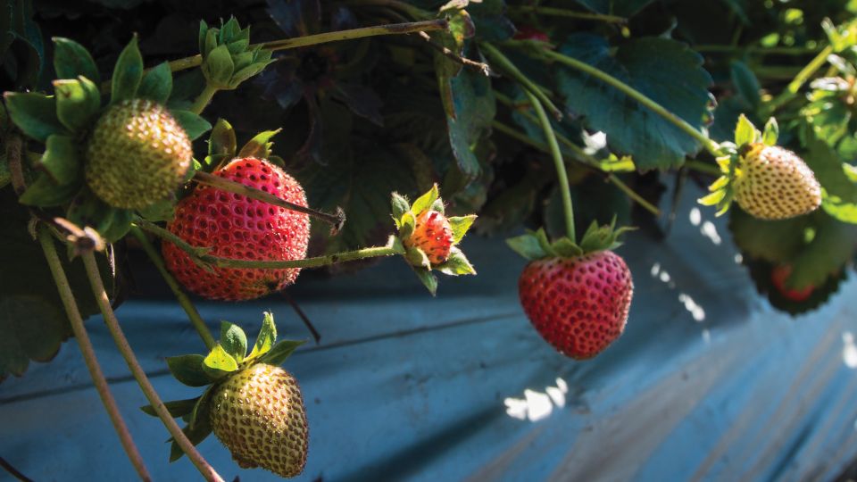 Managing Soil Health Can Improve Strawberry Productivity