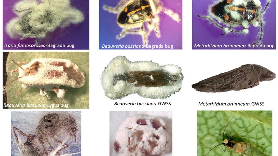 How Biocontrols Fit into a Traditional Pest Control Program