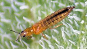 New Bioinsecticide Product Ready for Prime Time in Farm Fields