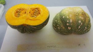 Niche for Specialty Pumpkins Being Carved Out in Florida