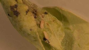 Florida Blueberry Growers on High Alert for Gall Midge