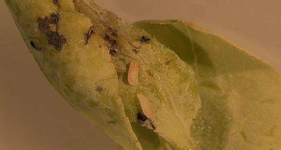 What Gall?! Florida Growers on Alert for Blueberry Pest