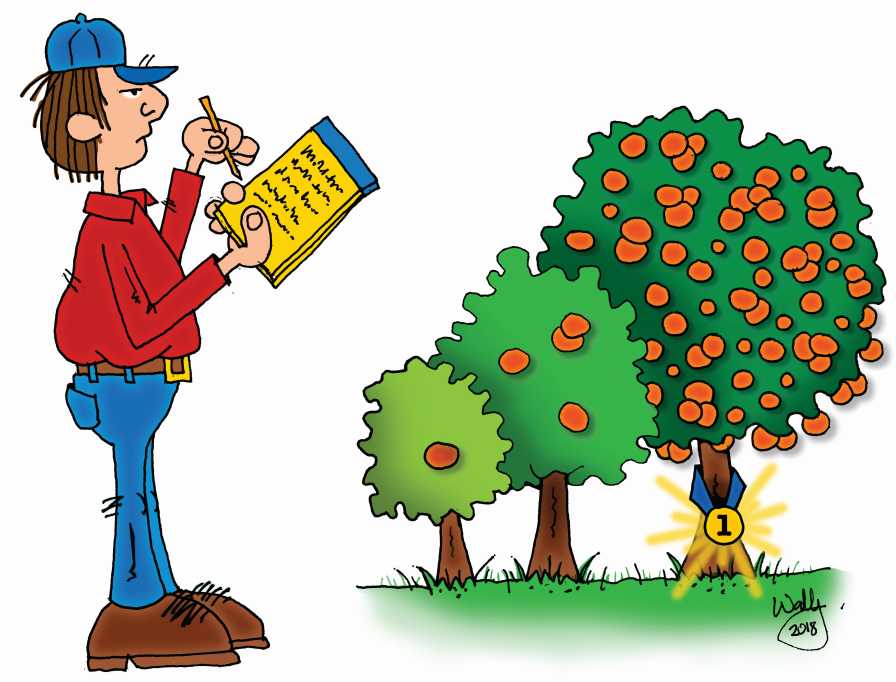 Time to Shift Gears on Citrus Variety Fast Track