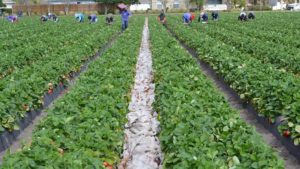 Situation Critical for Some Growers With Farm Labor Missing in Action