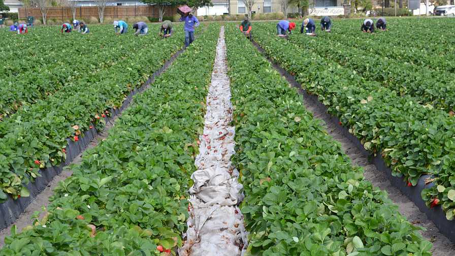 Farmworker Protection Rule Implementation on Hold for Now