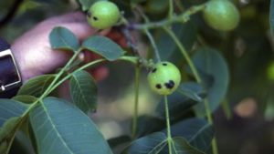 California Cherry, Walnut Growers Get New Tool Against Bacterial Diseases