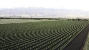 Intercropping Insectary Plants without Losing Production Space