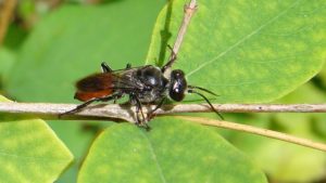 New Brown Marmorated Stink Bug Enemy Found in PNW Garden