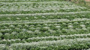 Want To Lessen Pests in Your Farm Fields? Intercropping Might Be the Answer