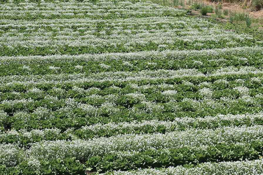 Want To Lessen Pests in Your Farm Fields? Intercropping Might Be the Answer