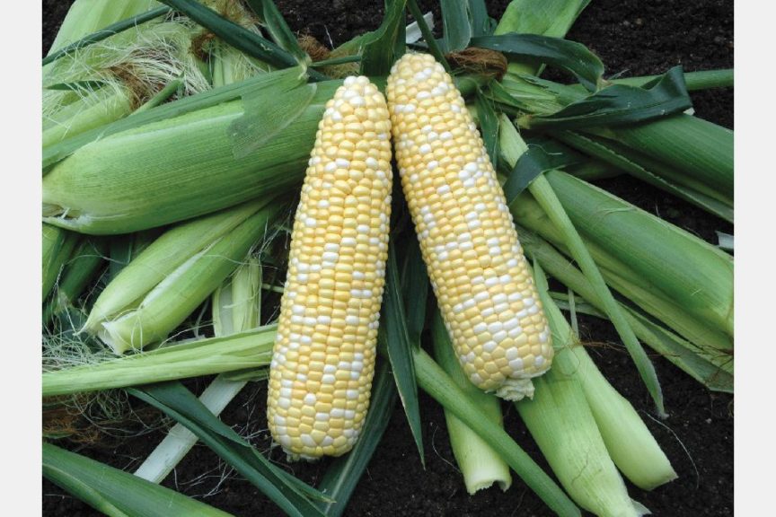 Caliber XR from Stokes Seeds