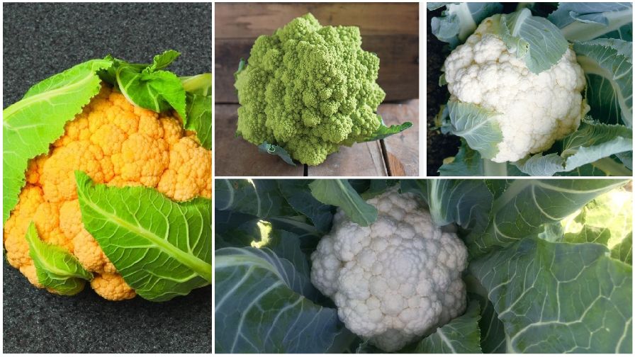 11 Cauliflower Varieties You’ll Want to Grow