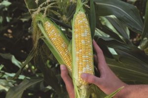 Cumberland from Rupp Seeds