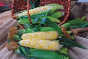 Euphoria from Crookham Seeds