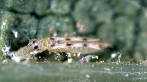 Did You Know Thrips Can Be an Almond Growers’ Ally?