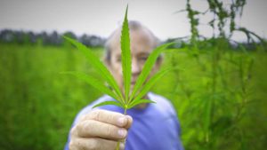 Can Hemp Weave its Way into Fabric of Florida Farming?