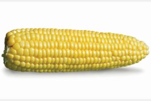 Jubilation from Seminis