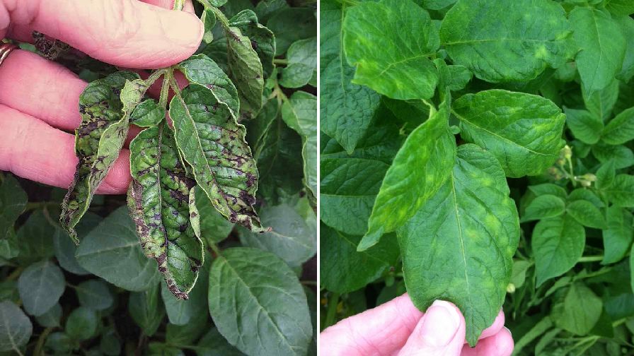 Why Potato Virus Y Needs Your Attention