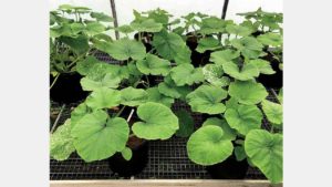 Protect Crops by Amending Soils with Silicon