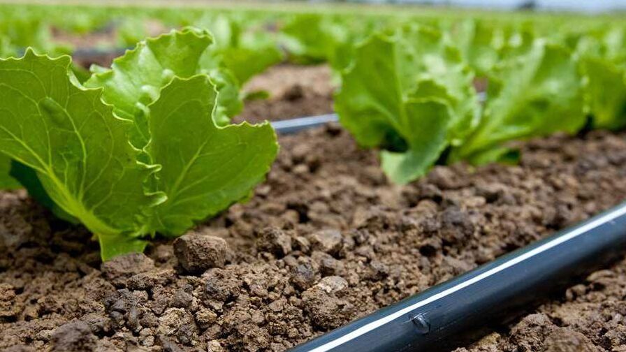 How to Get What You Need from Fertigation