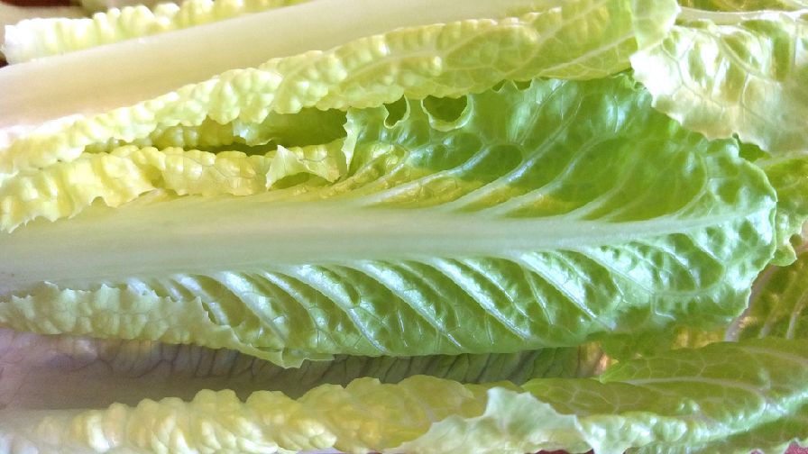 Consumers and Retailers Urged to Dump Yuma-Grown Romaine Lettuce