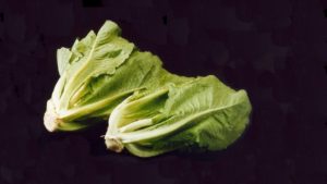 Why Does E. coli Keep Showing Up in Fall Romaine?