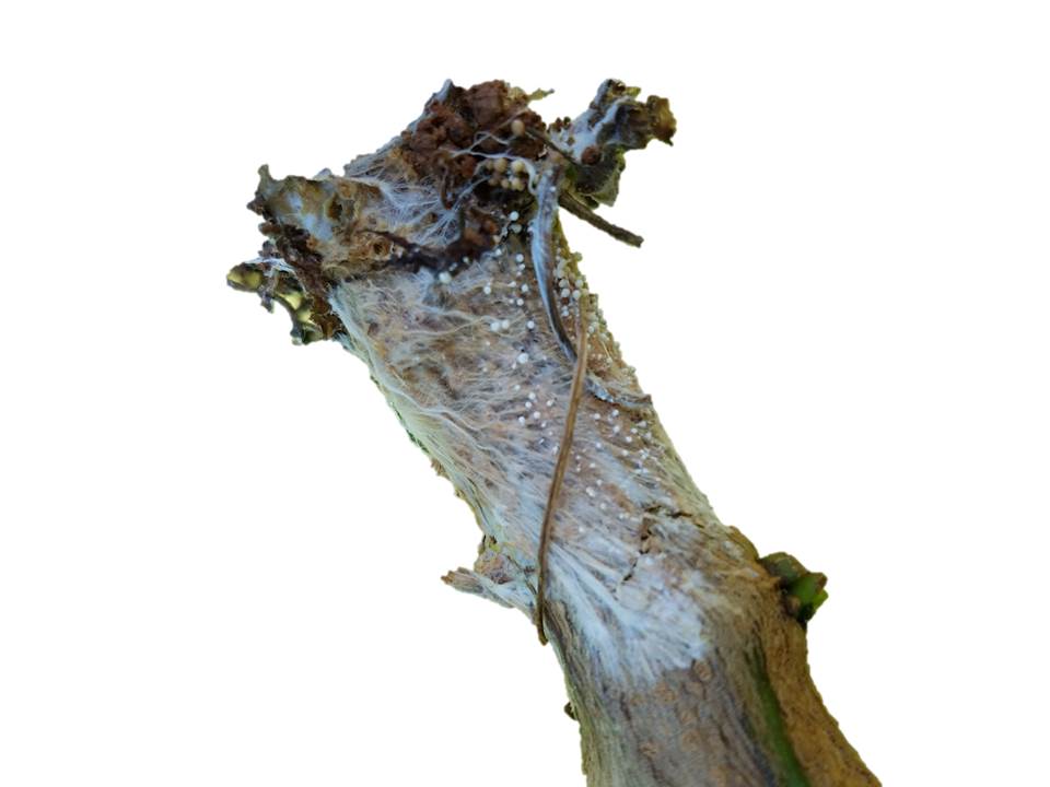 Southern Blight-pepper-no-bkgr_credit-purdue-university