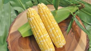 Sweet Corn Spurs Syngenta to Acquire Abbott & Cobb