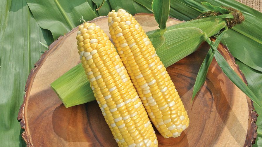 Sweet Corn Spurs Syngenta to Acquire Abbott & Cobb