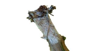 Field Scouting Guide: Southern Blight