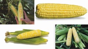 13 Sweet Corn Varieties You’ve Gotta Taste