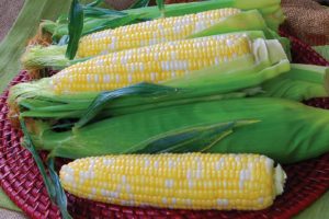 Temptress from Rupp Seeds