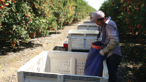 There’s No Simple Solution for Ag Labor