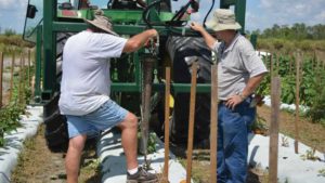 Probing New Ways to Keep Bugs out of Vegetable Beds