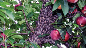 New Finds of Spotted Lanternfly on Apple