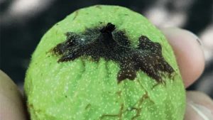 New Crop Protection Tool in Walnut Blight Fight