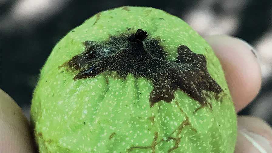 New Crop Protection Tool in Walnut Blight Fight