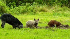 How Farmers Can Get a Handle on Wild Hogs
