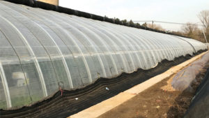 China’s Effect on World Cherry Production