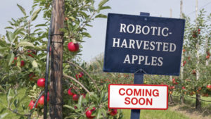 Change is Coming to the Fruit Industry: Mechanization is Taking Shape