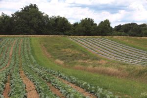 Fields of crops and cover crops are grown side by side.