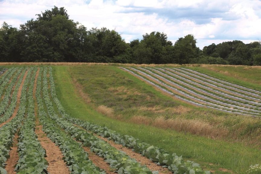 Fields of crops and cover crops are grown side by side.