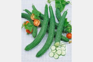 Cucumba Suyo Long from Seeds by Design and Terra Organics