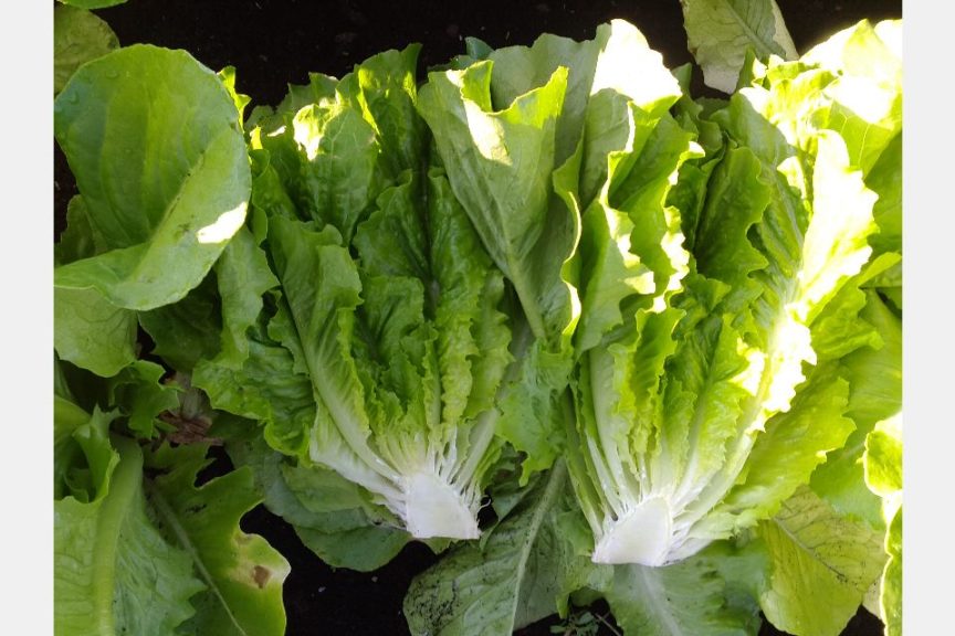 'Laredo' (3 Star Lettuce and Rispens Seeds)