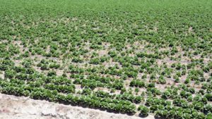 Vegetable Disease Management: Plants and Humans Aren’t That Different