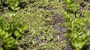 Field Scouting Guide: Common Purslane