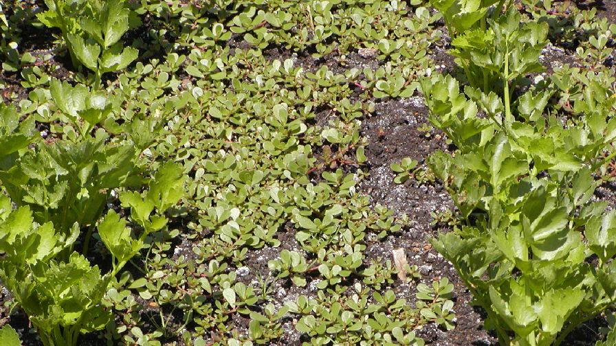 Purslane-in-a-furrow-no-attribution-FEATURE
